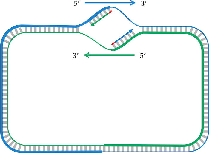 DNA replication