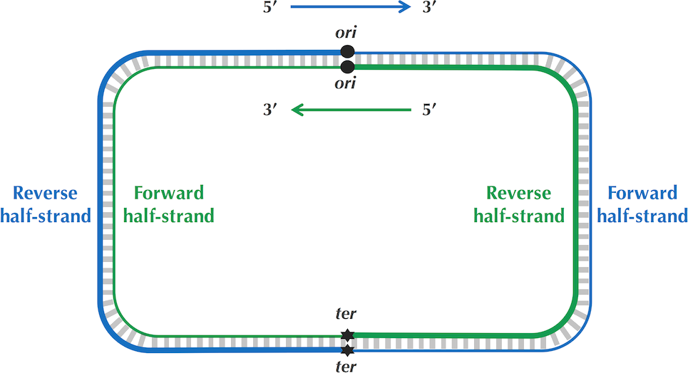 DNA replication half strands